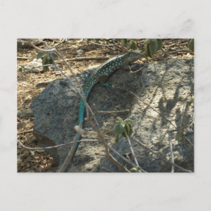 Cartão Postal Aruban Whiptail Lizard Fotografia Animal Tropical