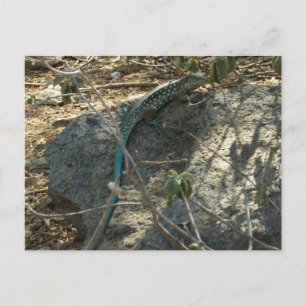 Cartão Postal Aruban Whiptail Lizard Fotografia Animal Tropical