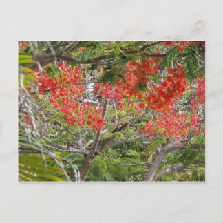 Cartão Postal Arvore