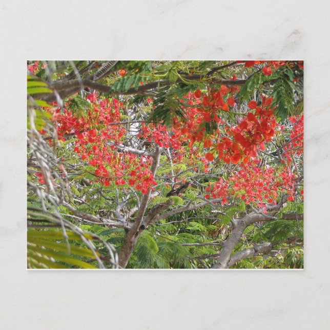 Cartão Postal Arvore (Frente)