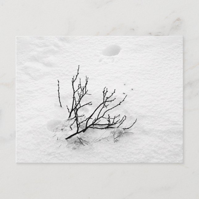 Cartão Postal Árvore a frio (Frente)