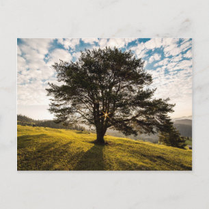 Cartão Postal Árvore, amanhecer. Linda paisagem natural