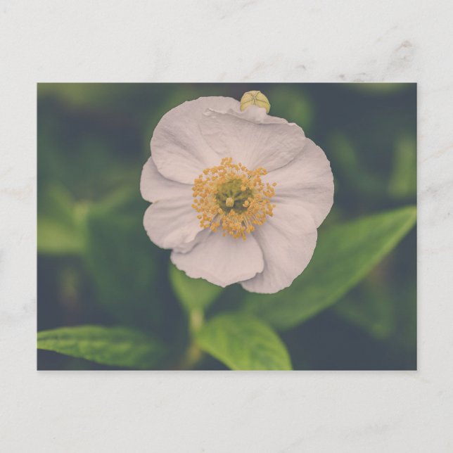 Cartão Postal Árvore Anemone (Frente)