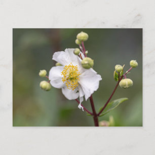 Cartão Postal Árvore Anemone