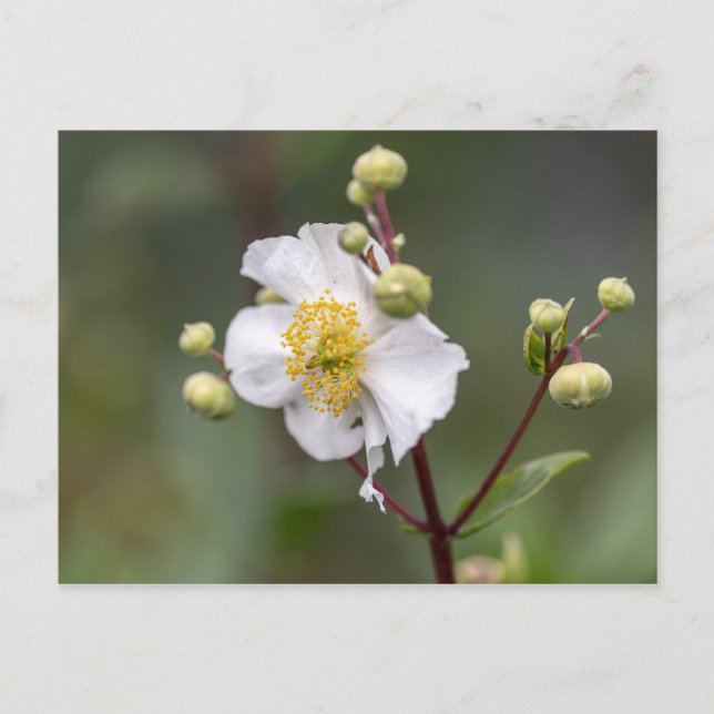 Cartão Postal Árvore Anemone (Frente)