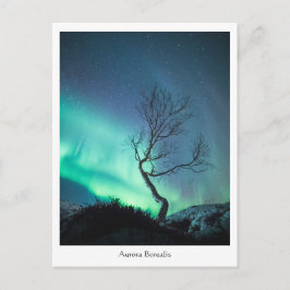 Cartão Postal Árvore Aurora Borealis