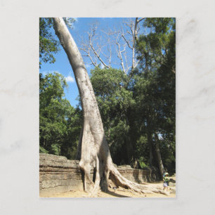 Cartão Postal Árvore Banyan gigante ... Ta Prohm Temple, Camboja