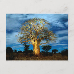 Cartão Postal Árvore Baobá (Adansonia) Iluminada pela Lua