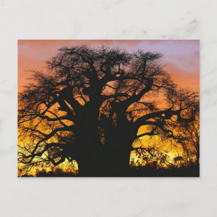 Cartão Postal Árvore baobá africana, Adansonia digitata,