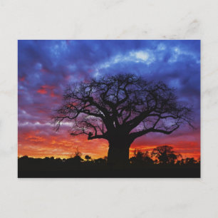 Cartão Postal Árvore baobá africana, Adansonia digitata, 2