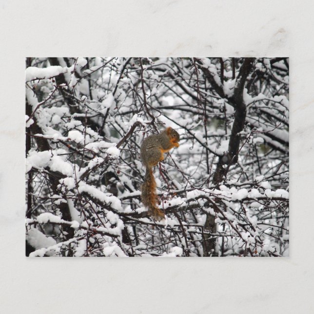 Cartão Postal Árvore branca de esquilo de neve bonito (Frente)