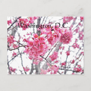 Cartão Postal Árvore cerejeira em Washington, D.C.