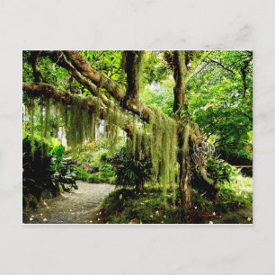 Cartão Postal Árvore Coberta por Moisés Verde