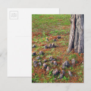 Cartão Postal Árvore com Raízes Mostrando Fotografia Natural