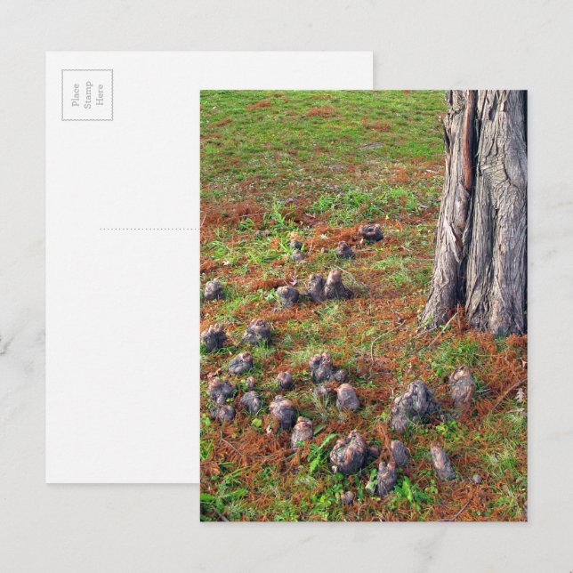 Cartão Postal Árvore com Raízes Mostrando Fotografia Natural (Frente/Verso)