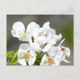 Cartão Postal Árvore da pera florescendo