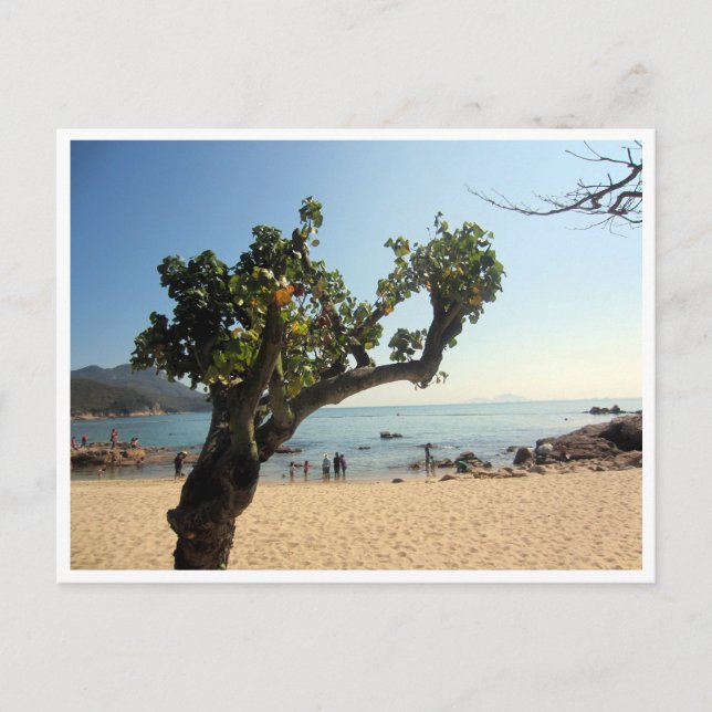 Cartão Postal árvore da praia hung shing yeh (Frente)
