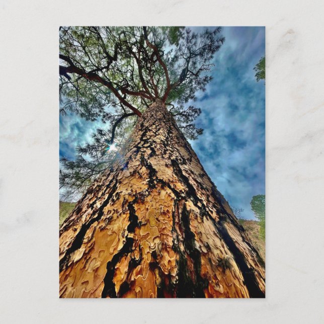 Cartão Postal Árvore da Vida (Frente)