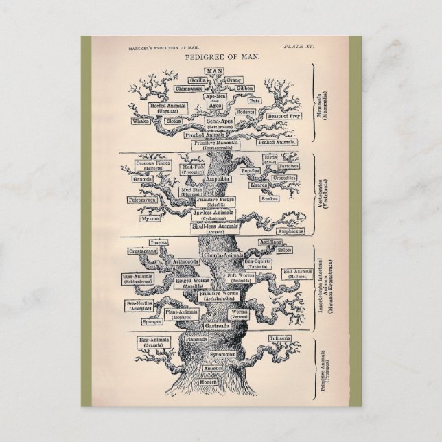 Cartão Postal Árvore Da Vida / Pedigree Of Man (Frente)