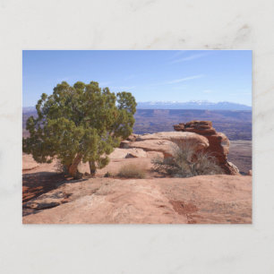 Cartão Postal Árvore das Rochas Vermelhas II em Canyonlands
