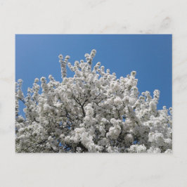 Cartão Postal Árvore de abacaxi de primavera Snow em Sangue