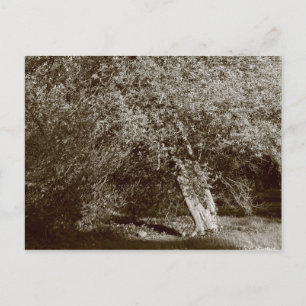 Cartão Postal Árvore de Azevinho - Sepia