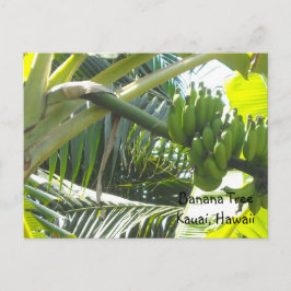 Cartão Postal Árvore de Banana