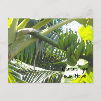 Cartão Postal Árvore de Banana