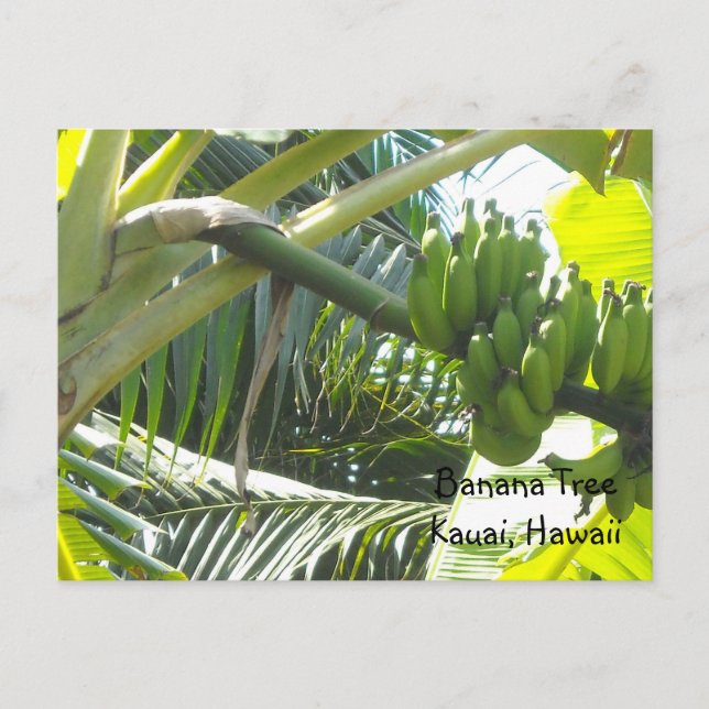 Cartão Postal Árvore de Banana (Frente)