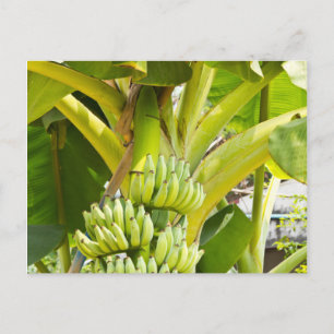 Cartão Postal Árvore de Banana Verde