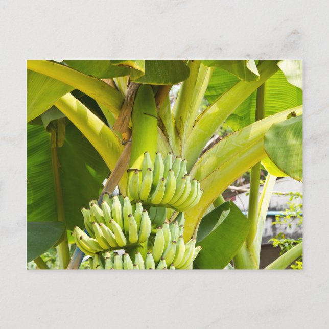 Cartão Postal Árvore de Banana Verde (Frente)