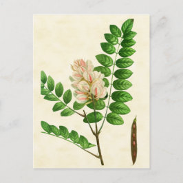 Cartão Postal Árvore de Bloqueio de Flor de Rosa de Botânica Vin