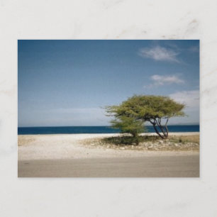 Cartão Postal Árvore de Bonaire