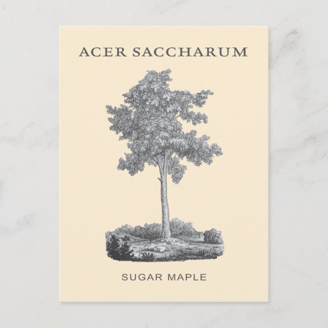 Cartão Postal Árvore de carapaça de açúcar com ilustração de saf (Frente)