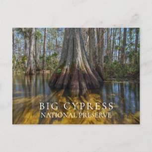 Cartão Postal Árvore de Cypress Cálida em Swamp, Grande Preser