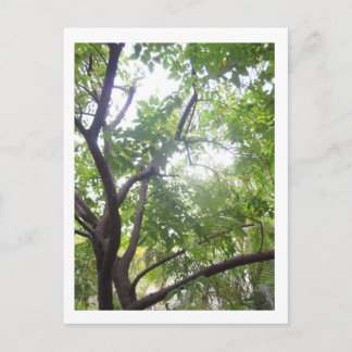 Cartão Postal Árvore de frutos de casca rija