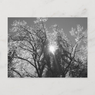 Cartão Postal Árvore de gelo