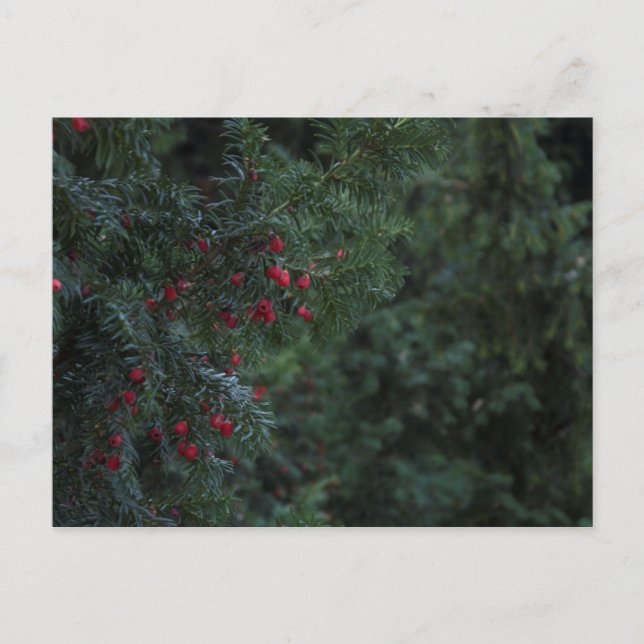 Cartão Postal Árvore de inverno (Frente)