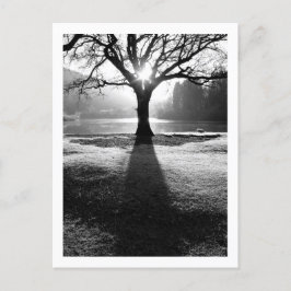 Cartão Postal Árvore de Luz: Derwentwater, Cumbria Cartão-postal