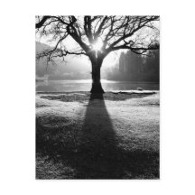 Árvore de Luz: Derwentwater, Lake District