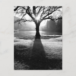 Cartão Postal Árvore de Luz: Derwentwater, Lake District