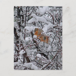 Cartão Postal Árvore de Neve de Esquilo