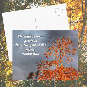 Cartão Postal Árvore de Outono Luz Dourada John Muir Citação da 