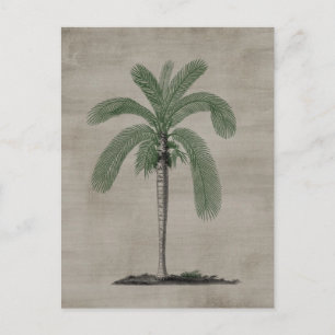 Cartão Postal Árvore de Palm Vintage