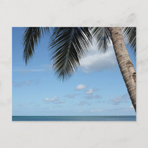 Cartão Postal Árvore de Palma e Mar de Caribe