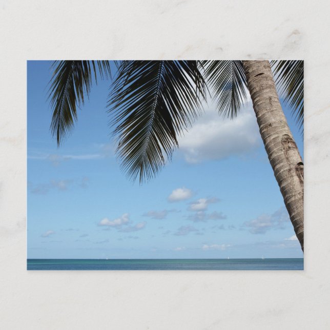 Cartão Postal Árvore de Palma e Mar de Caribe (Frente)