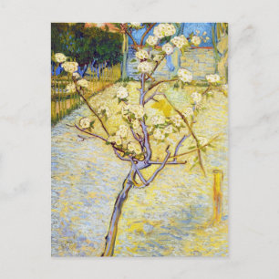 Cartão Postal Árvore de pera em Blossom Vincent van Gogh belas a