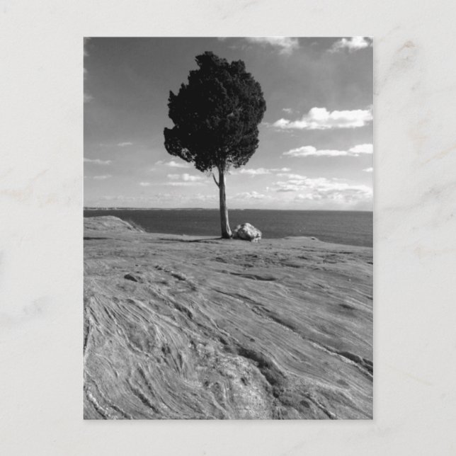 Cartão Postal Árvore de Phoenix do forte (Frente)