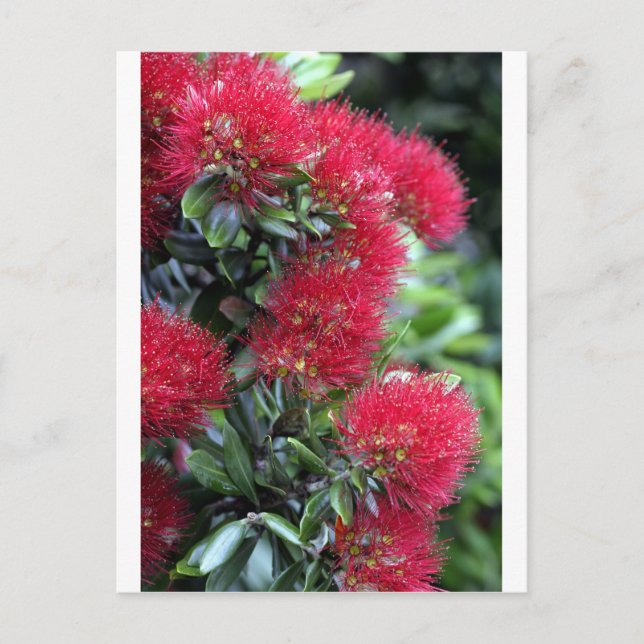 Cartão Postal Árvore de Pohutukawa florindo (Frente)