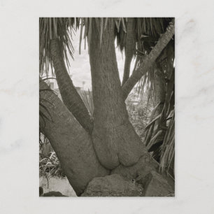 Cartão Postal Árvore de Sessão